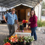 Blue_Rooster_Processing