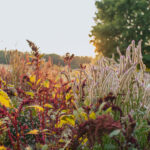 Celosia and Amaranth field