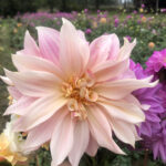 Dahlia cafe close up