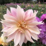 Dahlia cafe close up