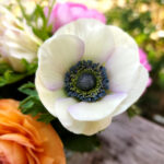 anemone
