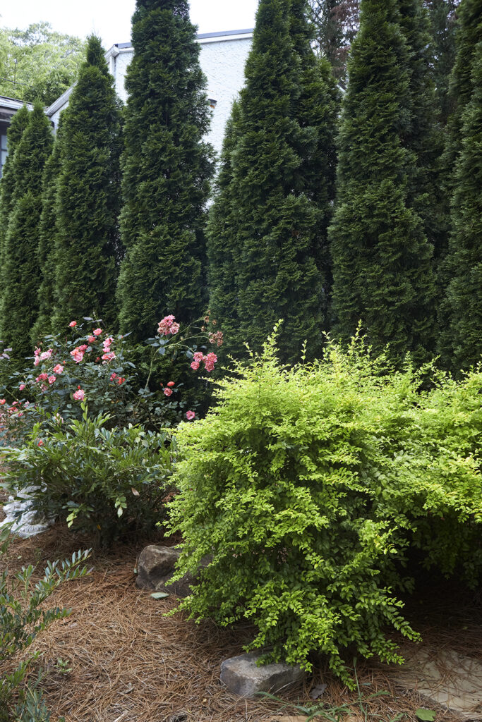 Backyard flowers