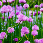 AlliumOnions_dreamstime_xxl_92744201