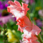 gladiolus