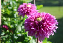 Close-up of a vibrant purple dahlia flower in full bloom at Stone Hollow Farmstead.
