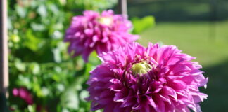 Close-up of a vibrant purple dahlia flower in full bloom at Stone Hollow Farmstead.