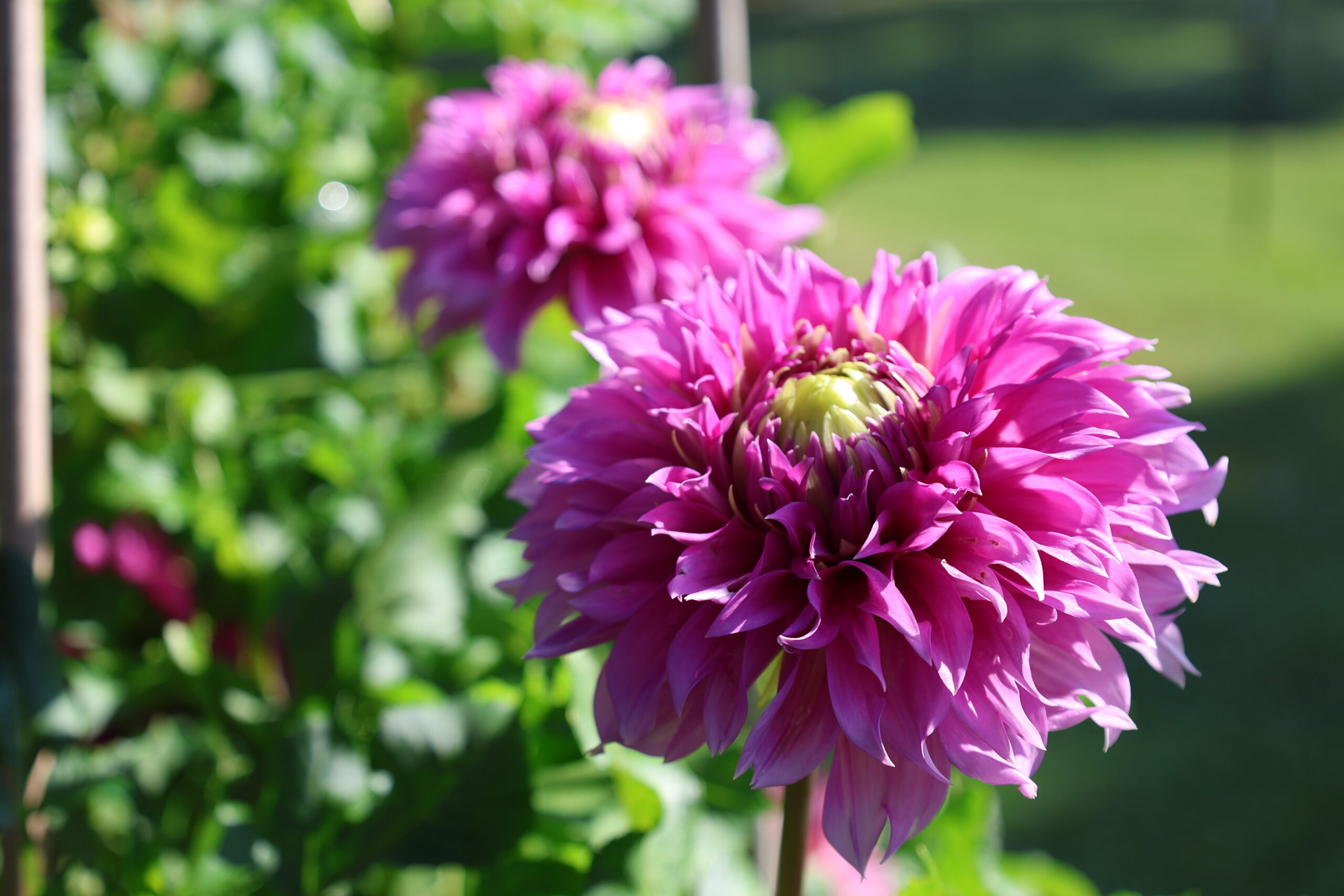 Close-up of a vibrant purple dahlia flower in full bloom at Stone Hollow Farmstead.