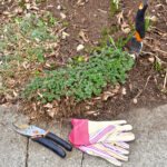 Winter Garden Checklist: Simple Steps for Spring Success