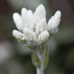 AntennariaPlantaginifoliaPussytoes
