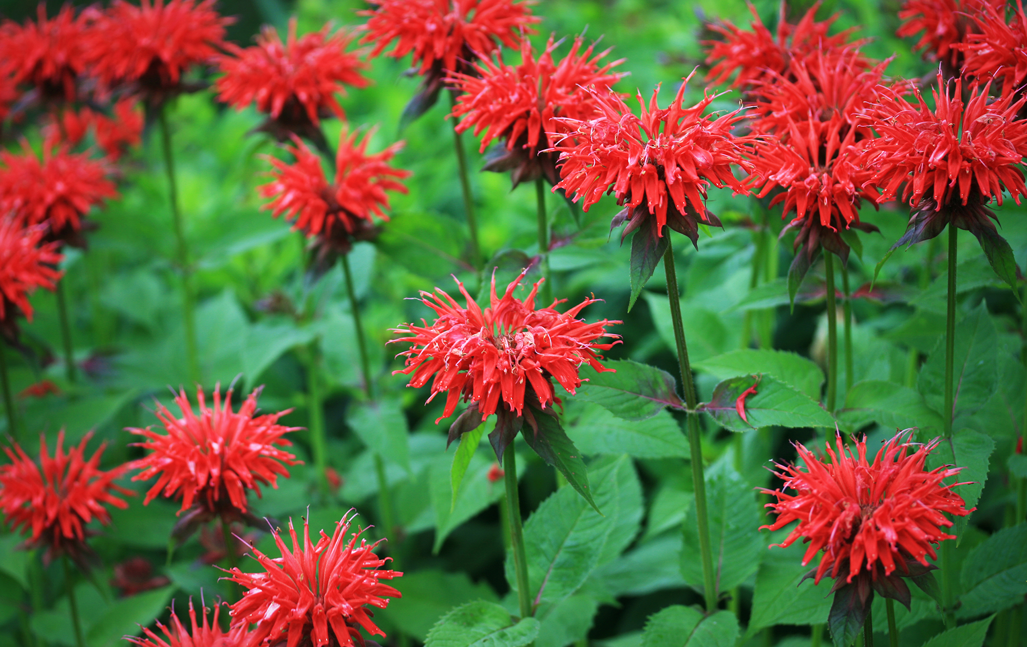  Birmingham Alabama heat-loving Bee Balm