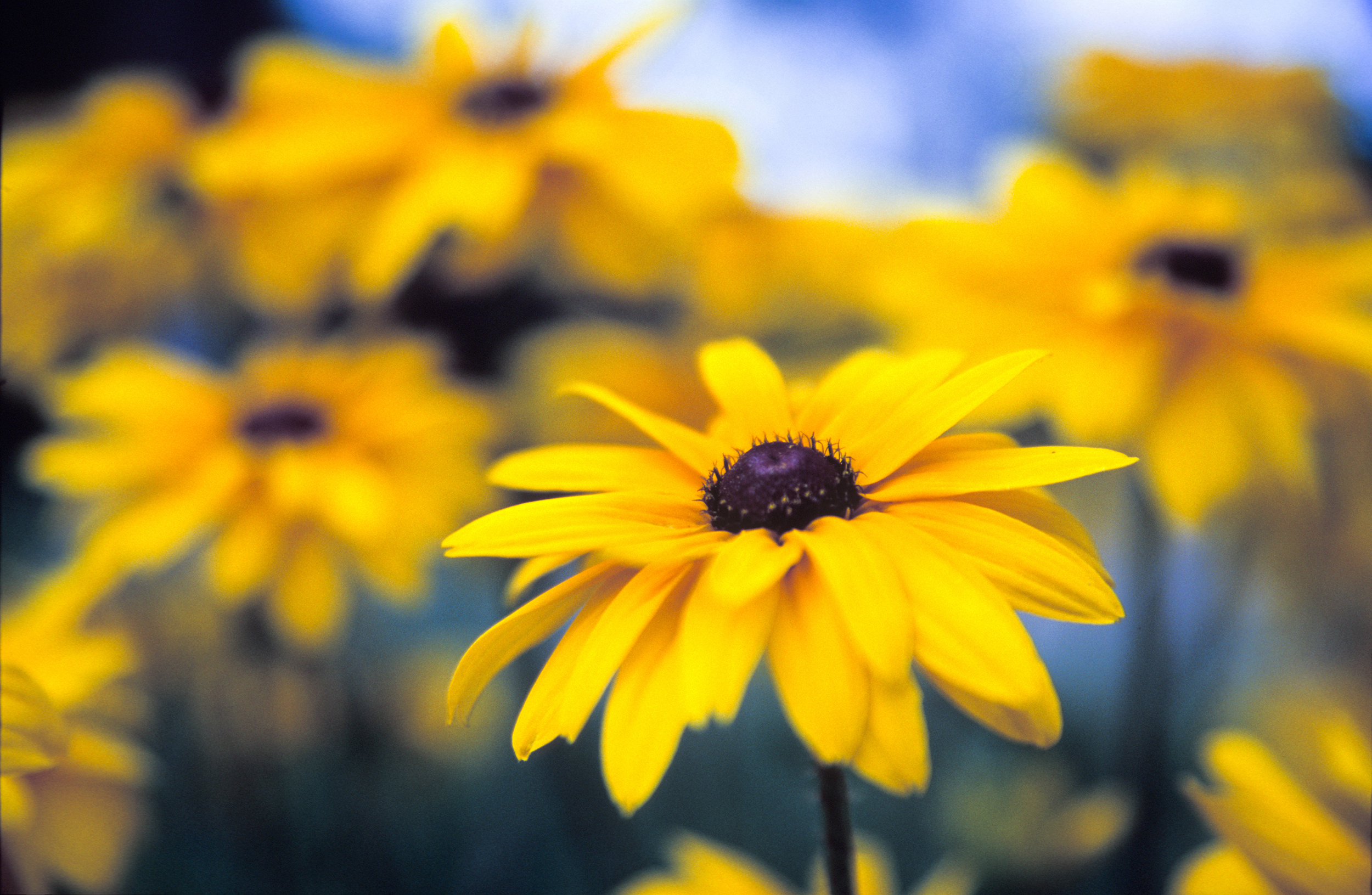  Birmingham Alabama heat-loving Black-Eyed Susan