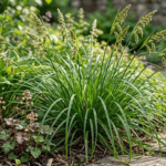 Carex-cherokeensis
