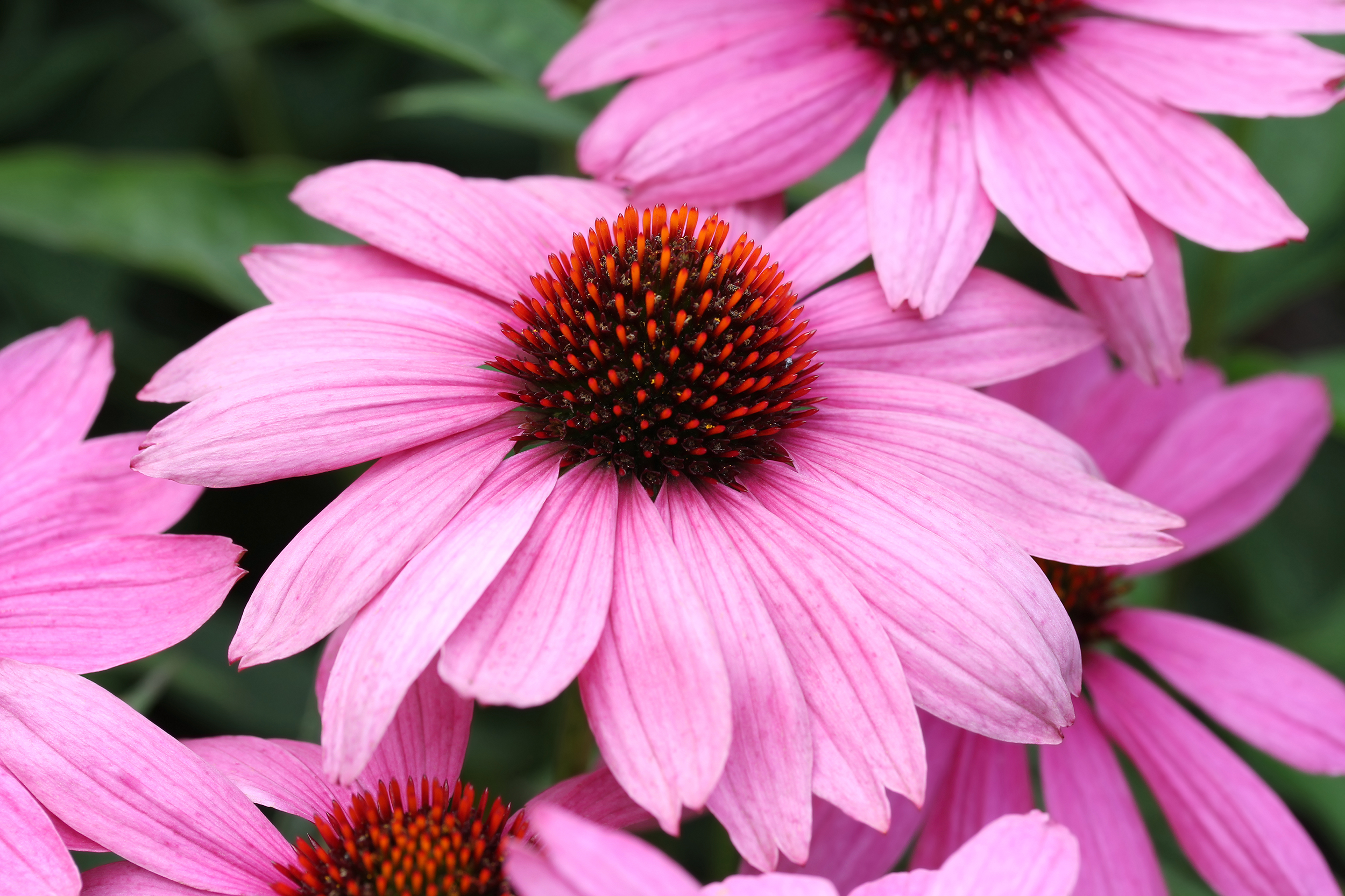  Birmingham Alabama heat-loving coneflowers