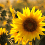 HelianthusAnnuusMJ26