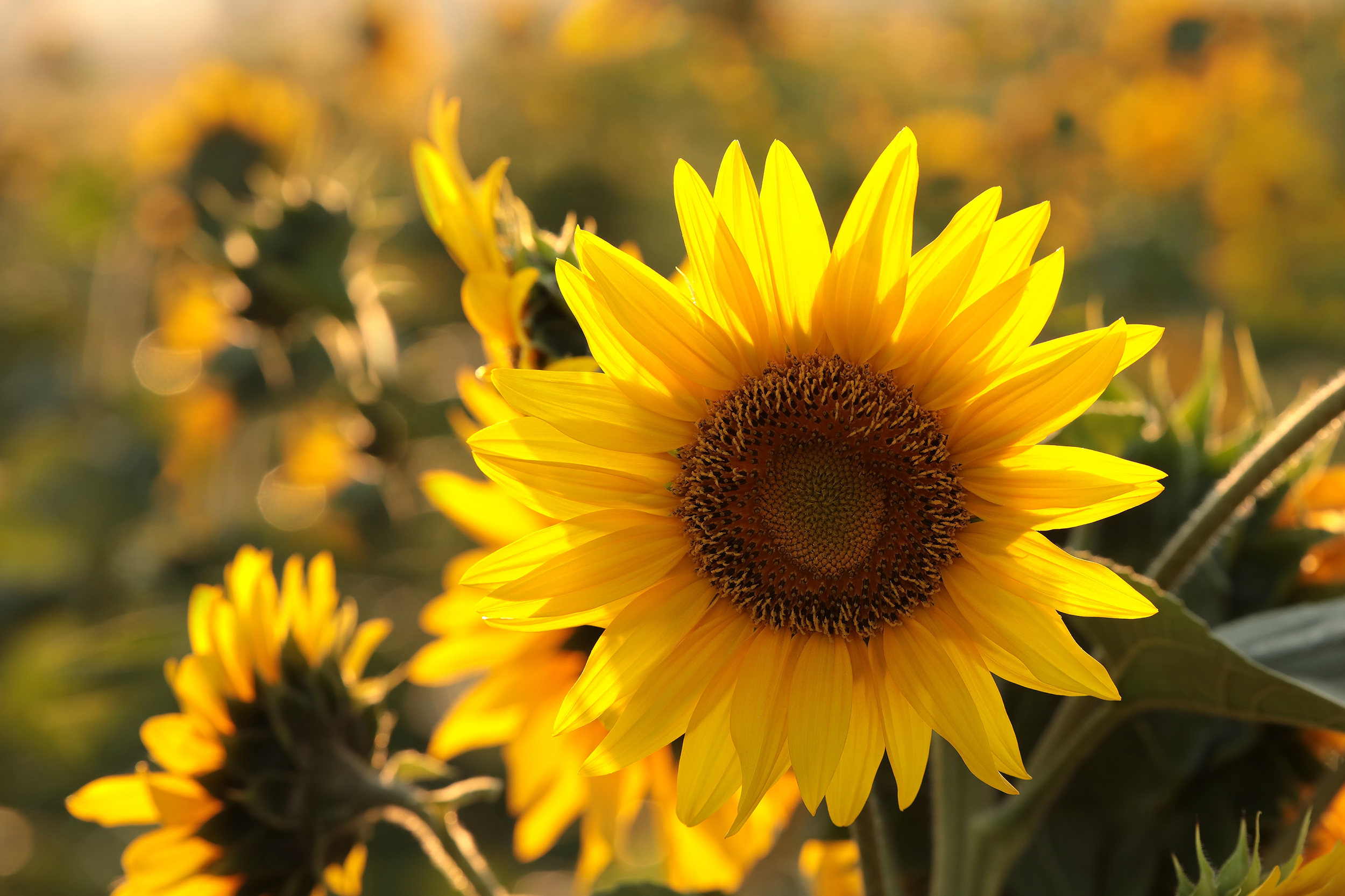  Birmingham Alabama heat-loving Sunflowers