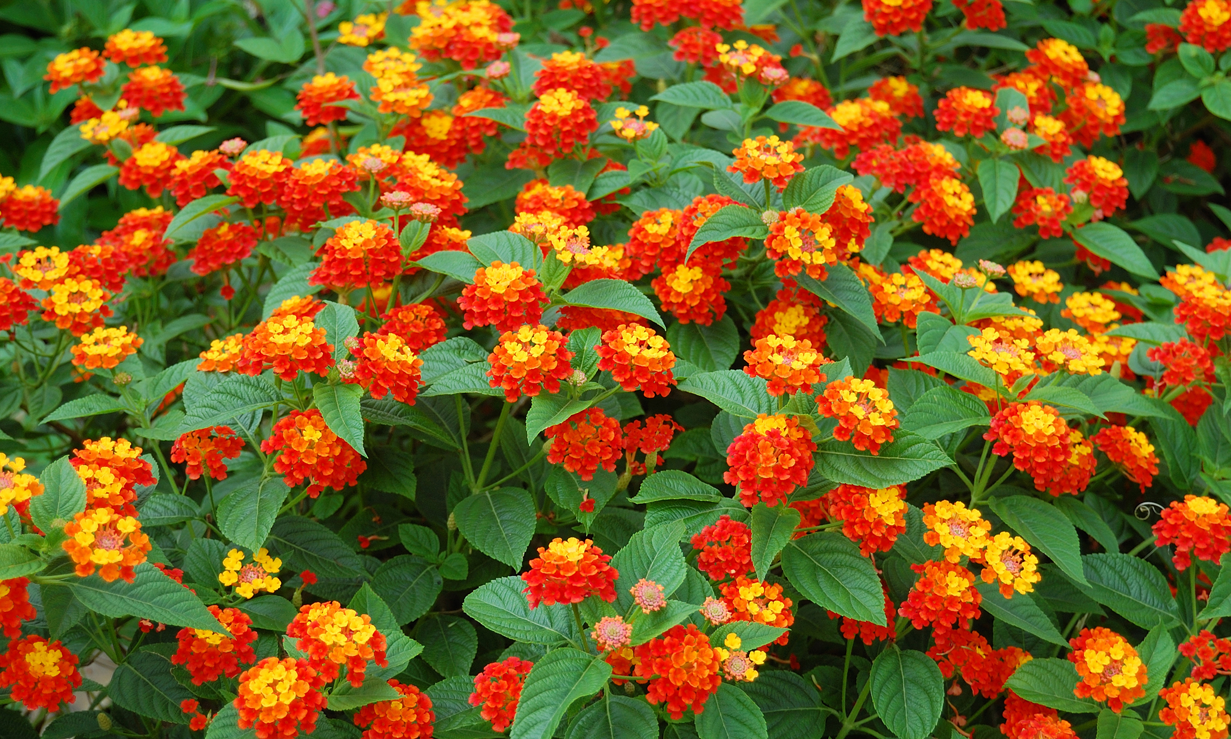  Birmingham Alabama heat-loving Lantana