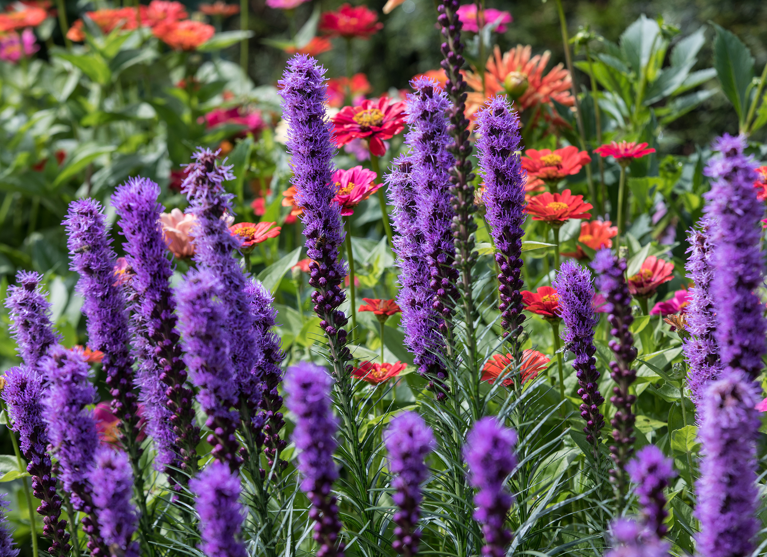  Birmingham Alabama heat-loving Blazing Star