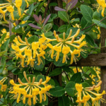 (Lonicera flava) Native Yellow Honeysuckle