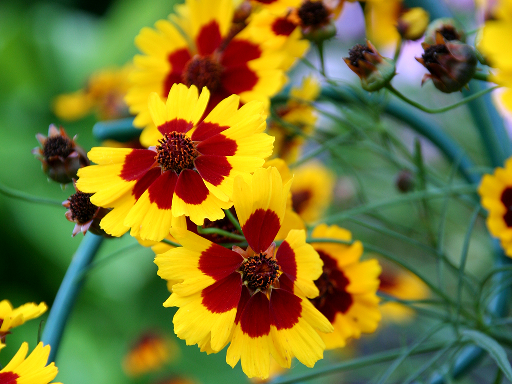  Birmingham Alabama heat-loving Coreopsis