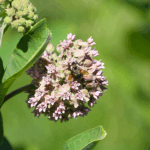 NativeMilkweedsMJ26