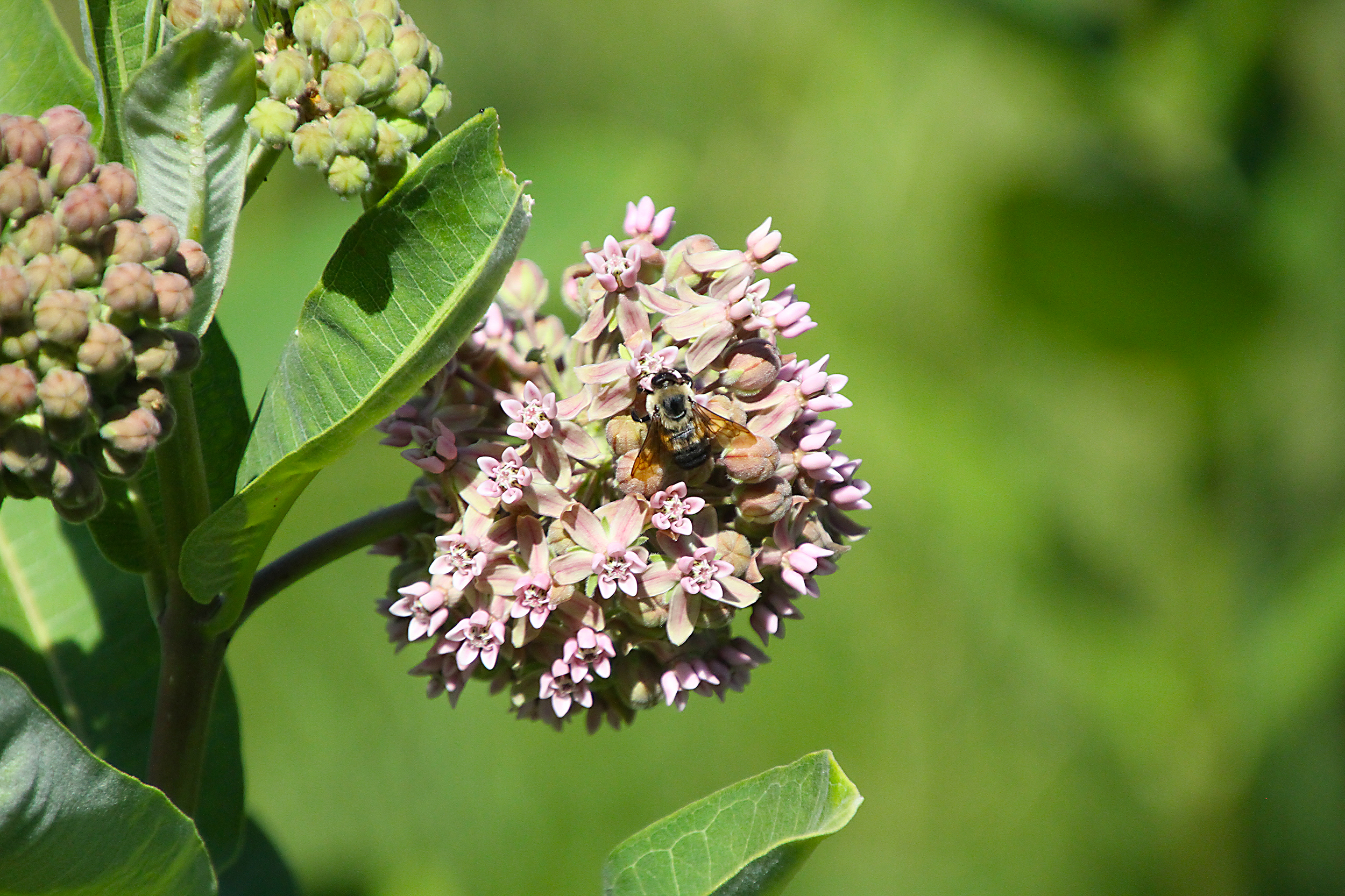  Birmingham Alabama heat-loving Milkweeds