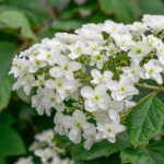 Oakleaf-HydrangeaHydrangeaQuercifolia