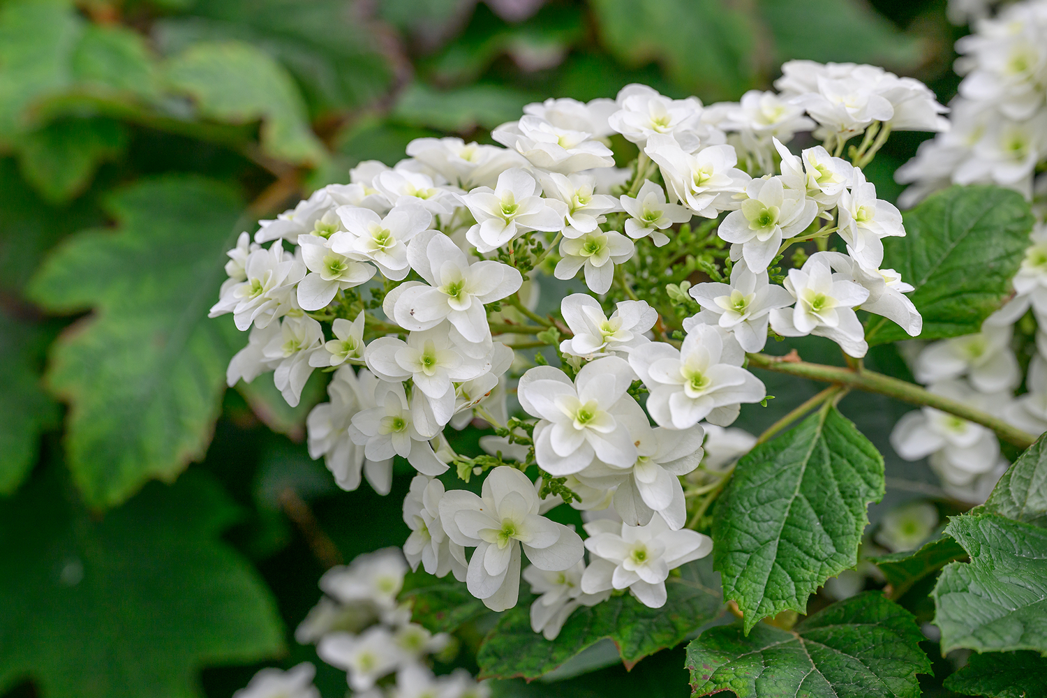  Alabama’s iconic native plants