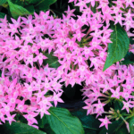 PentasLanceolataMJ26