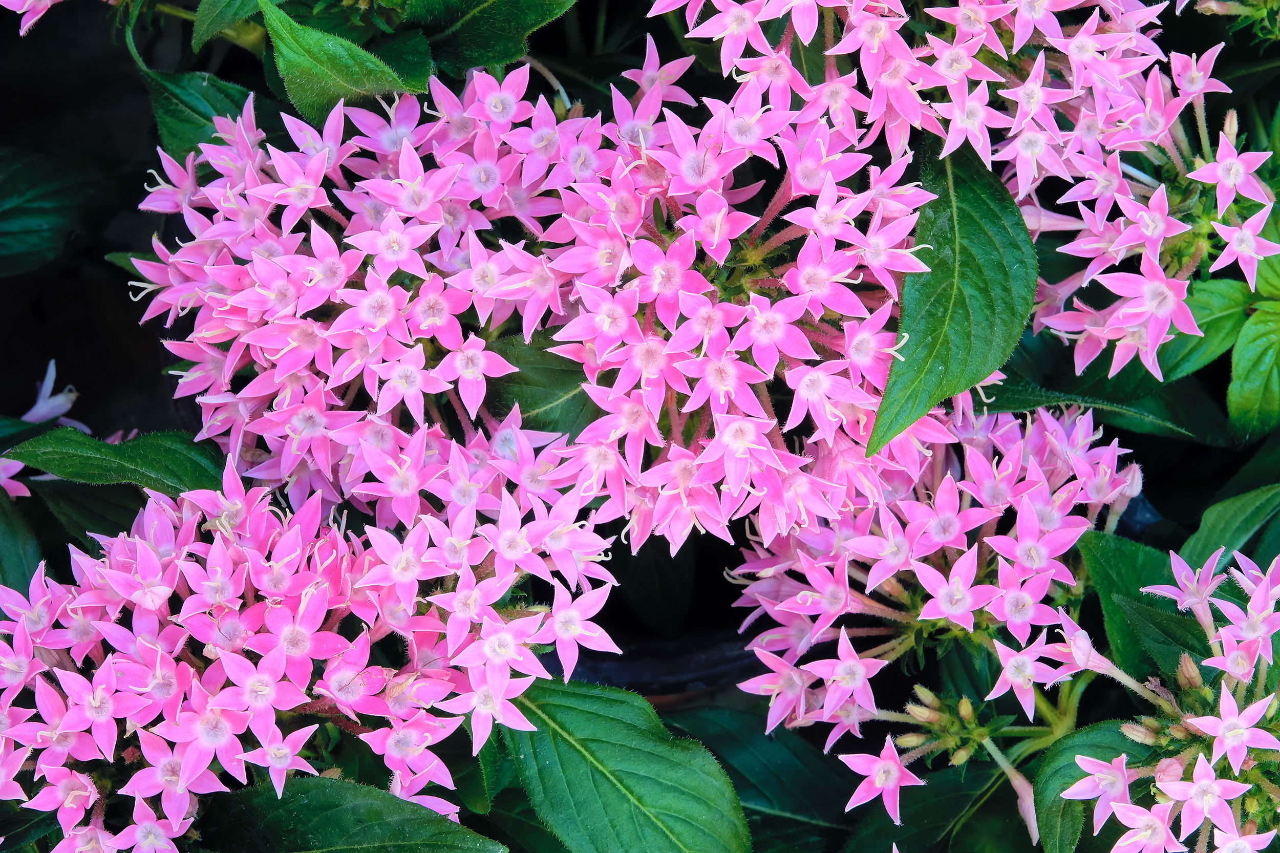  Birmingham Alabama heat-loving Pentas