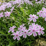 Phlox-subulata