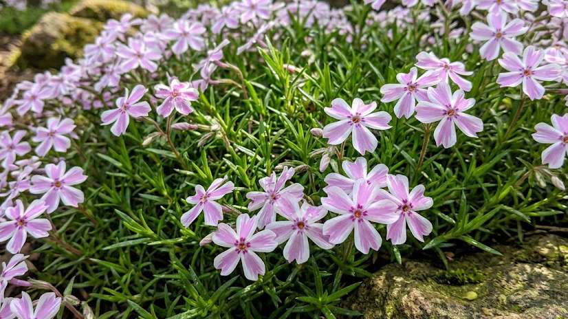 Creeping Phlox subulata plants blooming over garden rocks