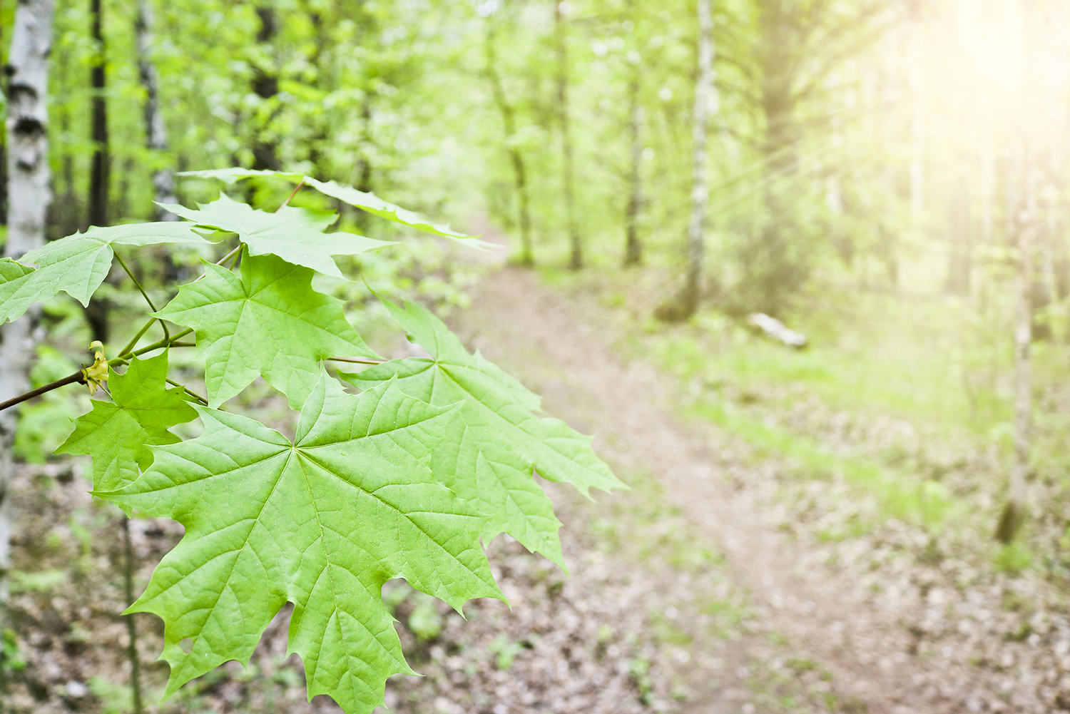plants in an Alabama forest