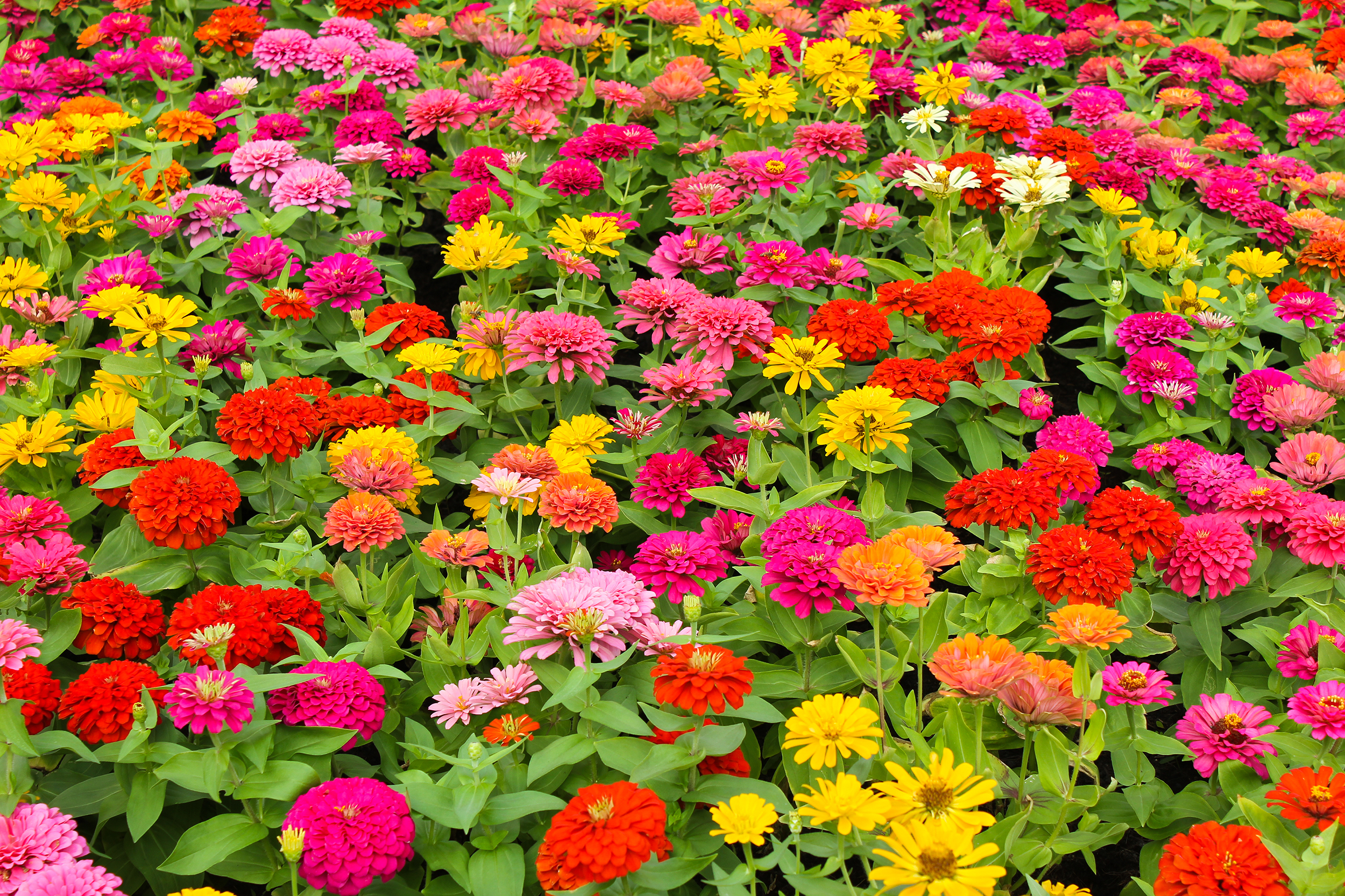  Birmingham Alabama heat-loving Zinnias