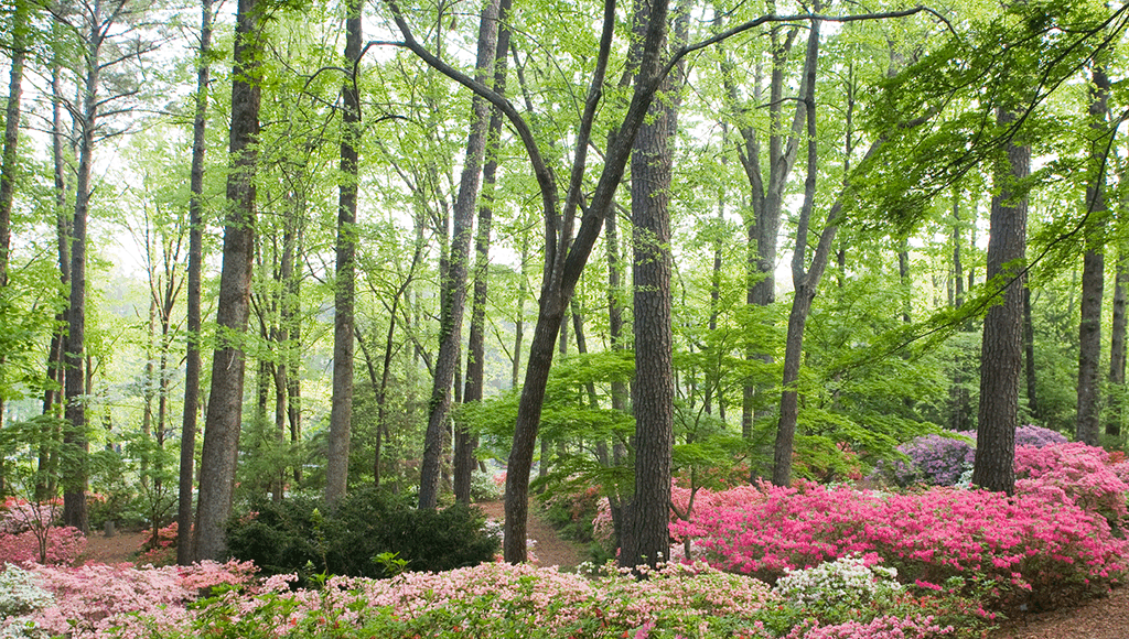 Lush woodland garden at Callaway Resort & Gardens featuring pink and white azaleas under a canopy of tall pines.