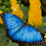 CallawayMJ26Butterfly