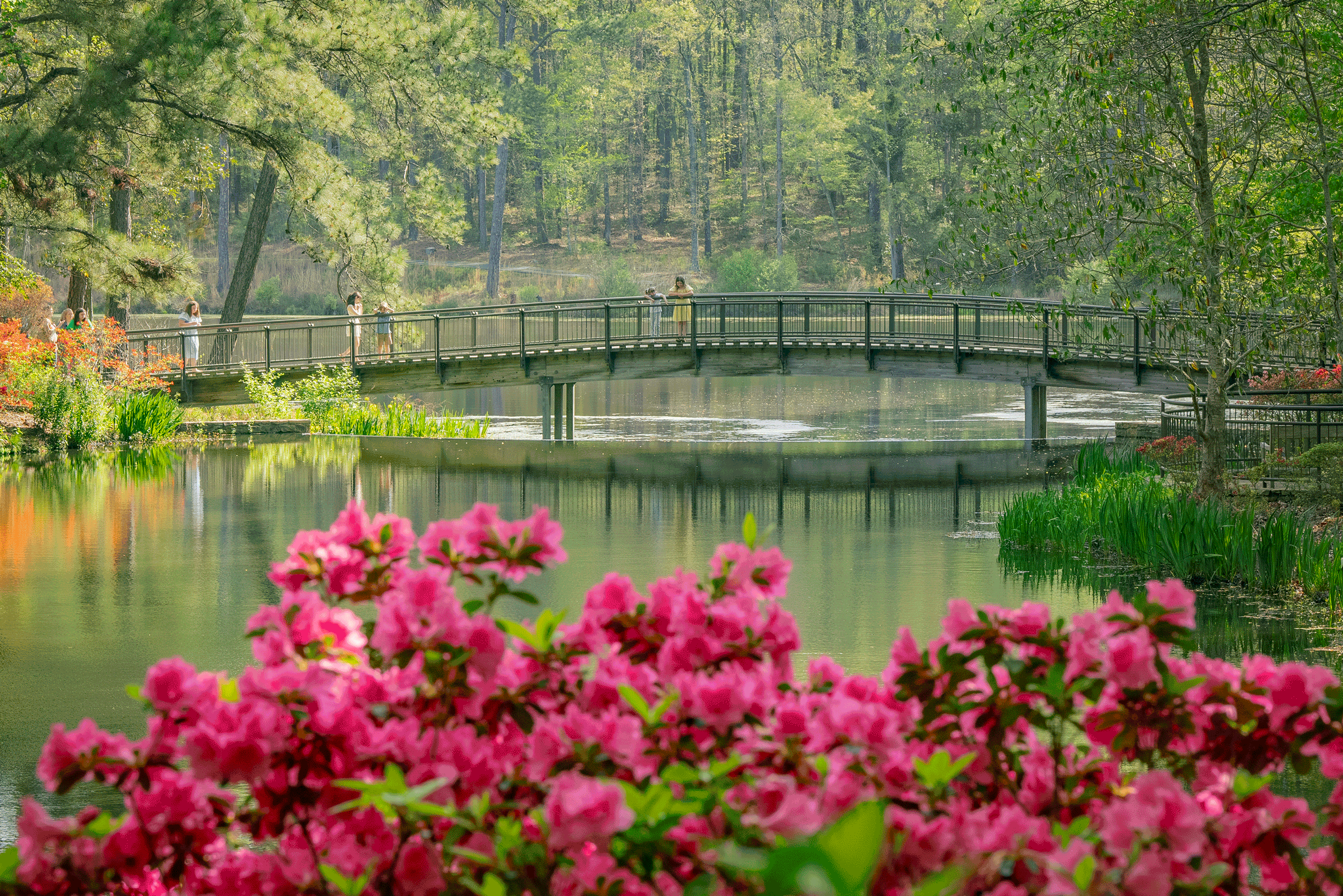Visitors walking across a scenic pedestrian bridge over a quiet lake surrounded by blooming flowers at Callaway.