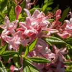 dreamstimecallawaygardensmj26
