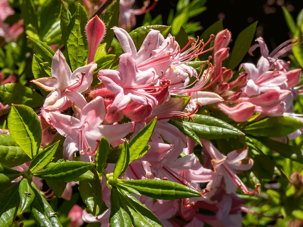 Close-up of vibrant pink Callaway azaleas with sunlight filtering through the leaves in the forest.