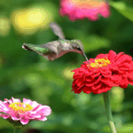 Benary’sGiantZinnia