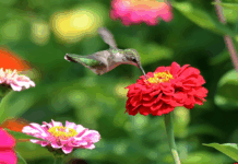 Zinnias Make the Cut