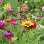 Cut-and-Come-Again zinnias