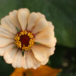 Queeny Series Zinnia