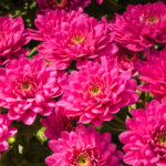 UproarRose Zinnia