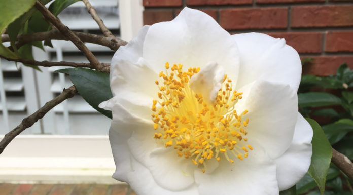 Winter Whites - Birmingham Home & Garden